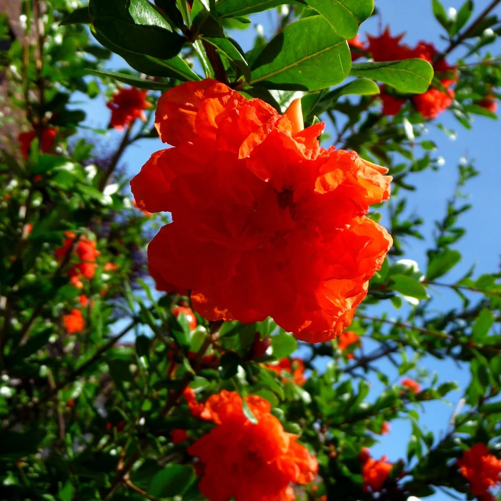 Grenadier à fleurs