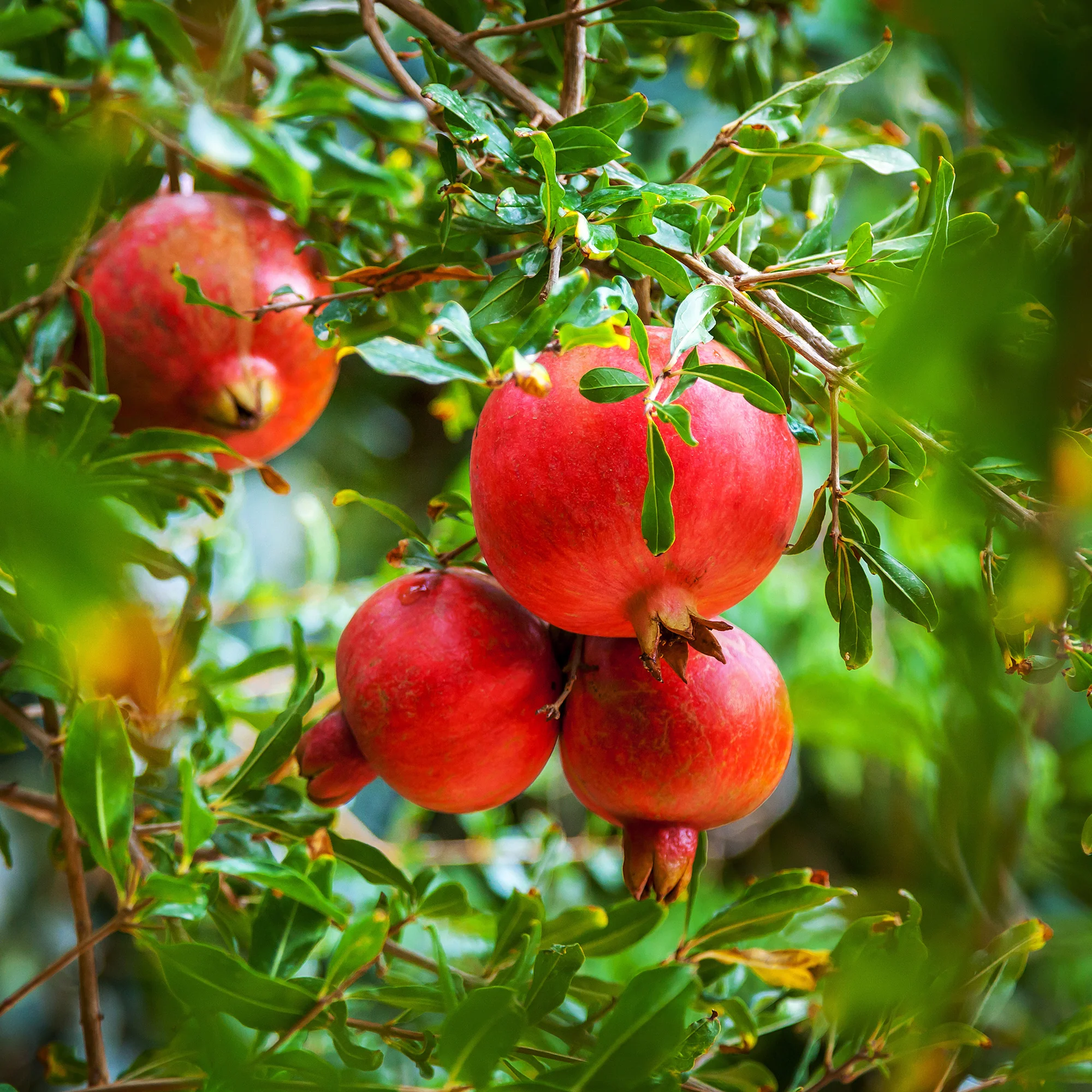 Grenadier à fruits