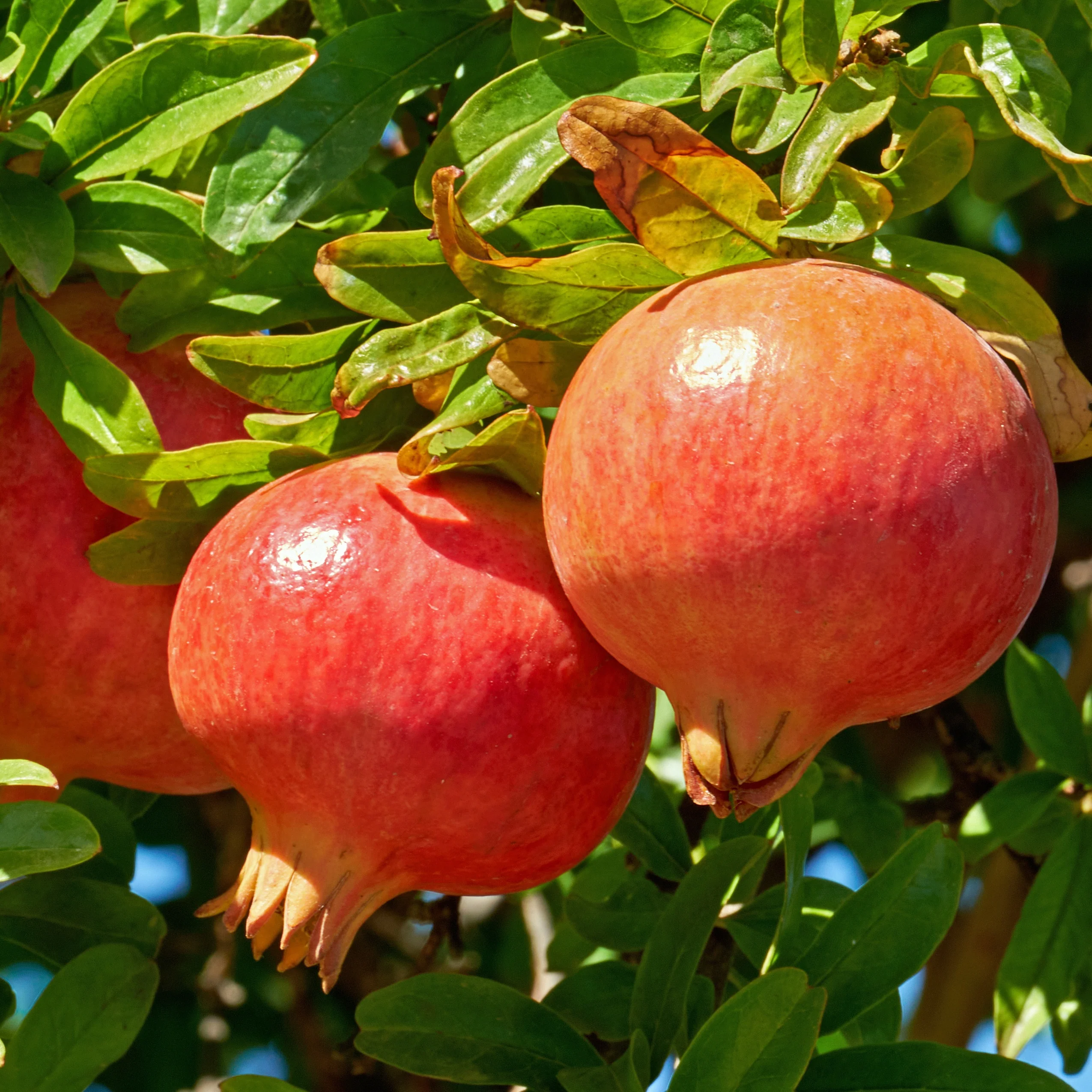 Grenadier à fruits Dente Di Leone