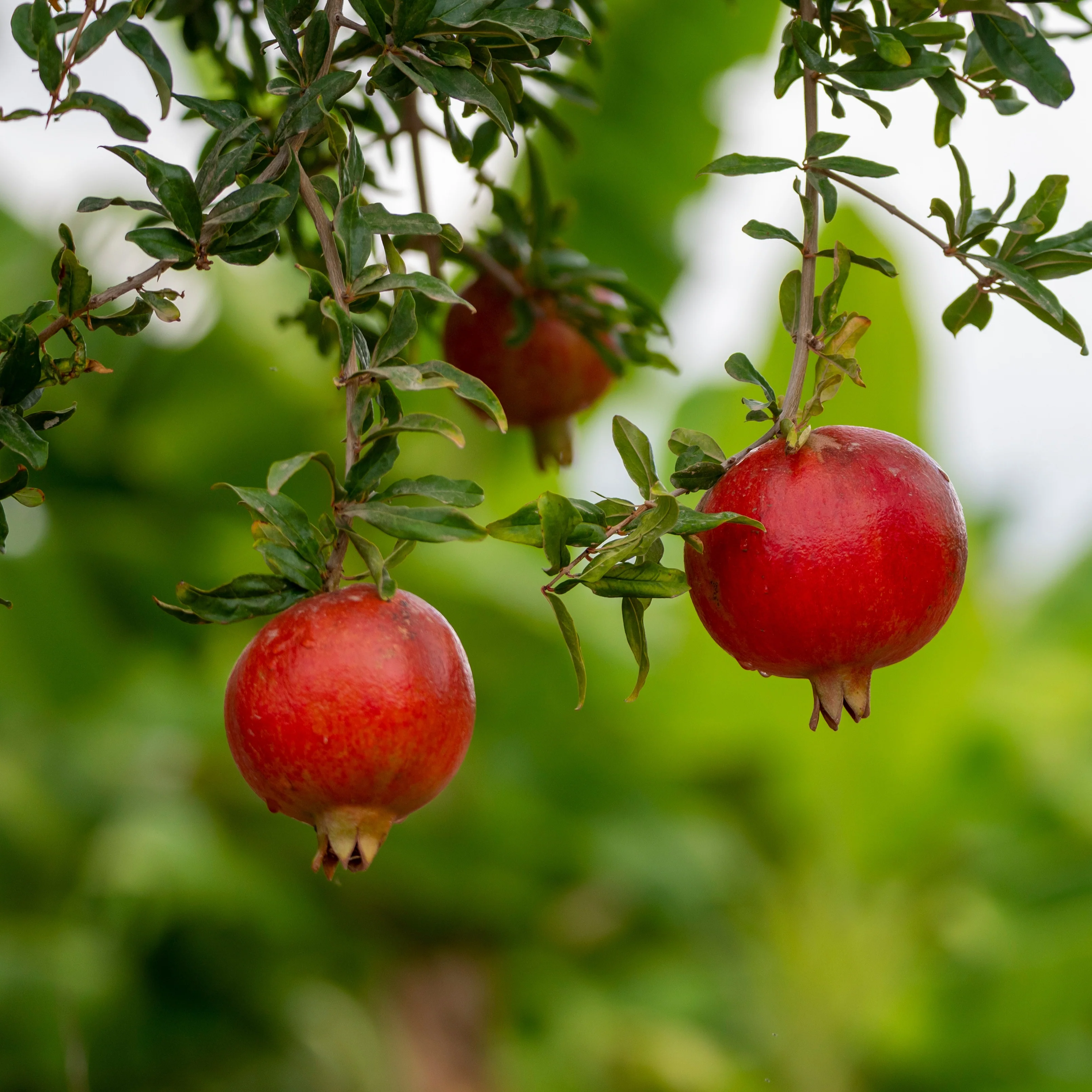 Grenadier à fruits Fina Tendral