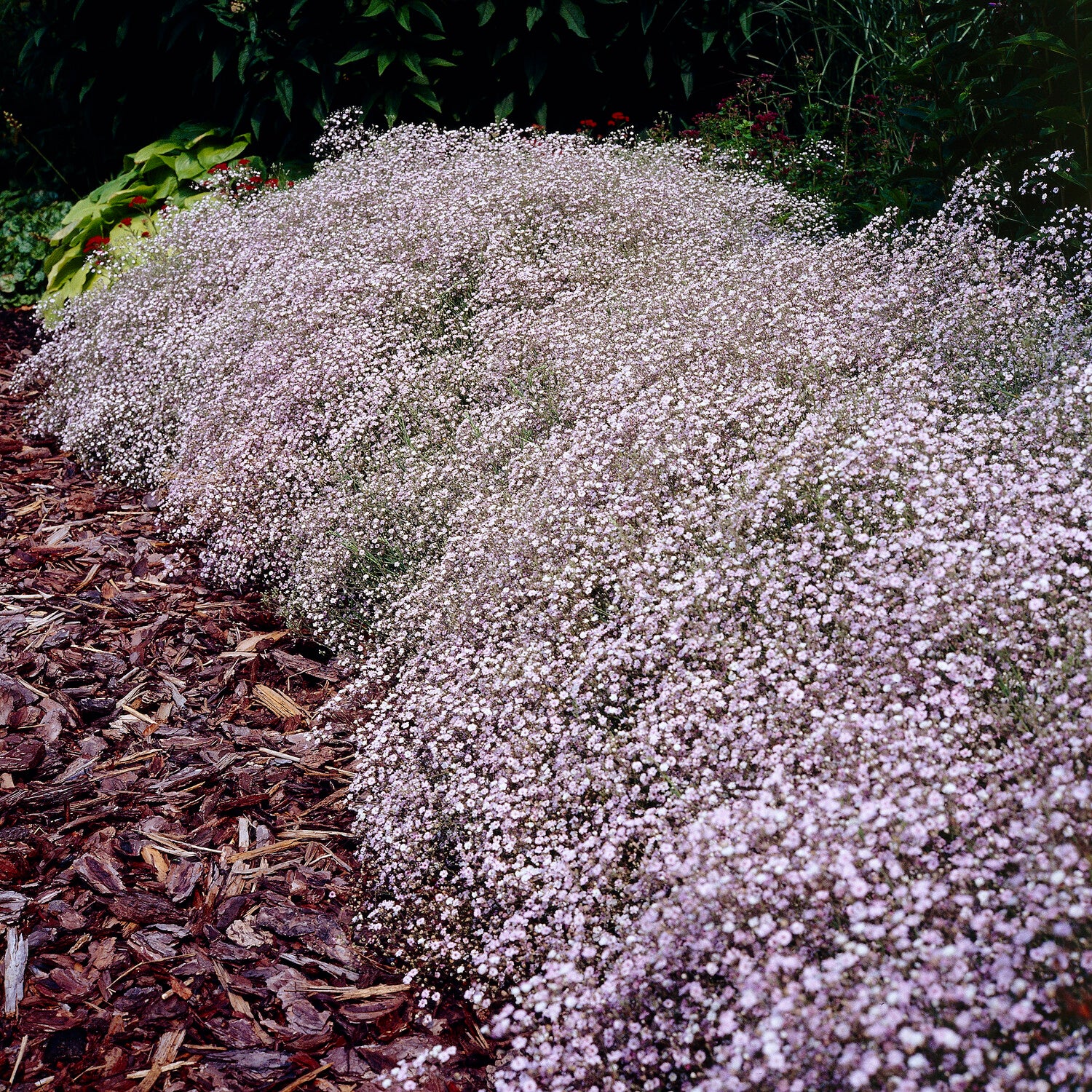Gypsophile Rosenschleier