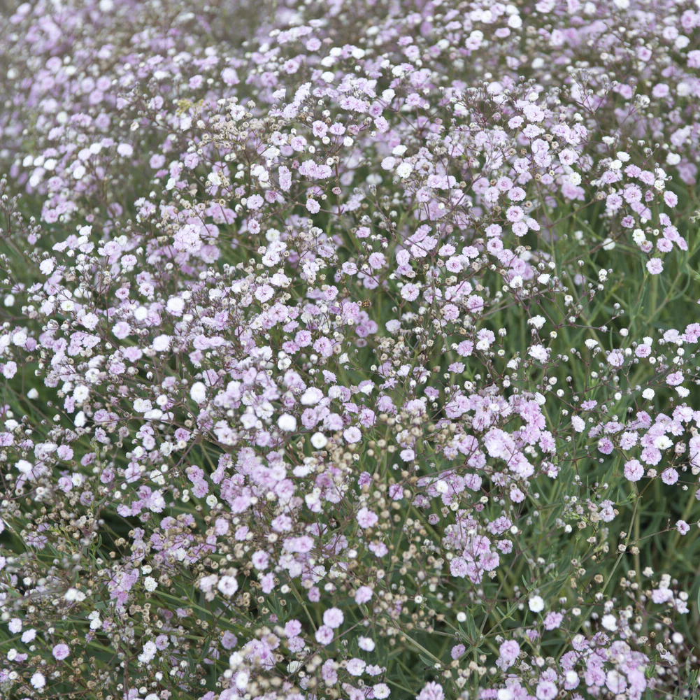 Gypsophile Rosenschleier - Image 2