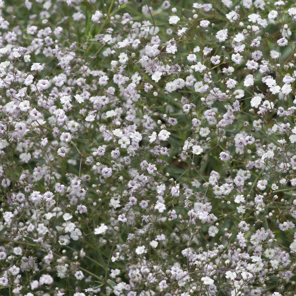 Gypsophile Rosenschleier - Image 3