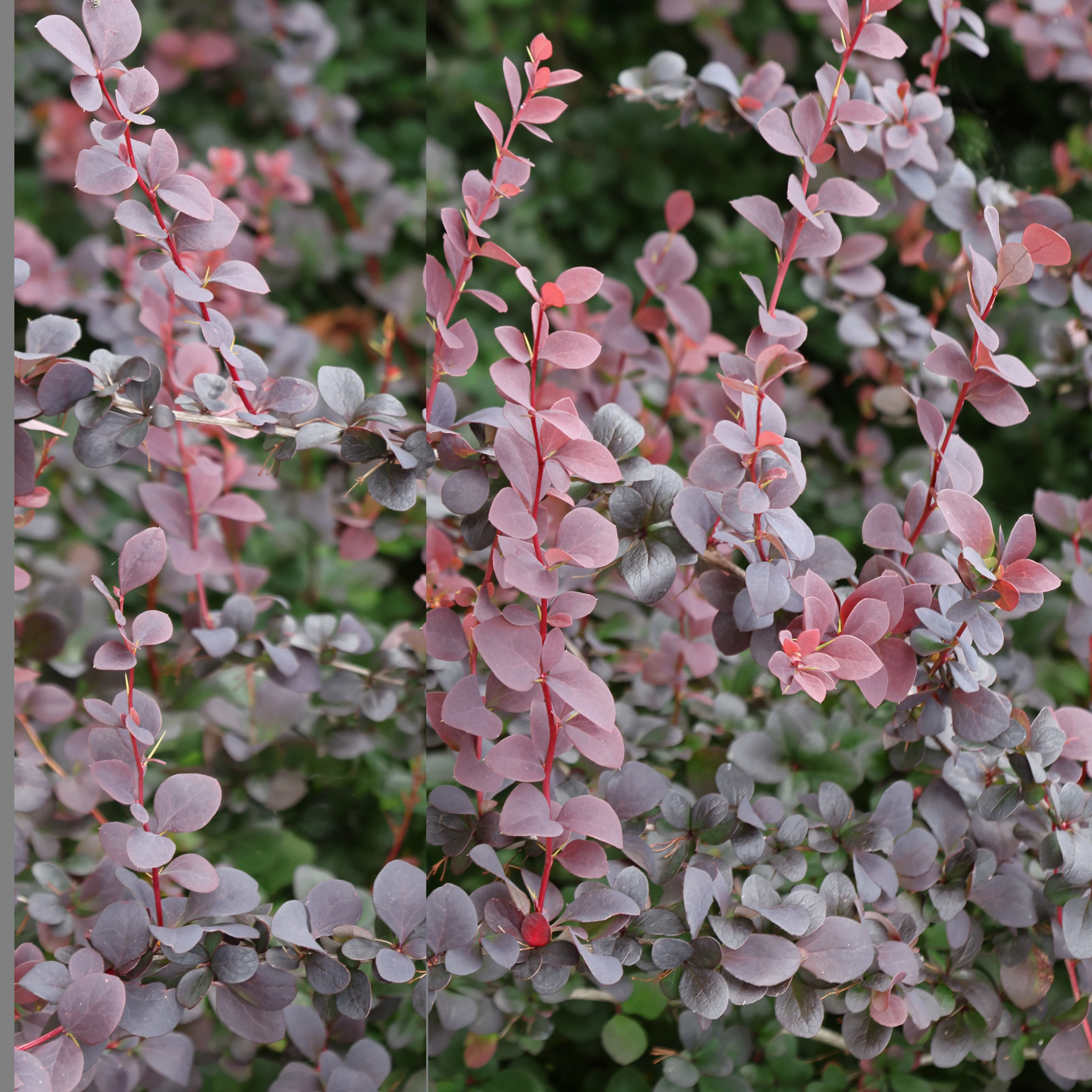 Haie de Berberis rouges - Image 4