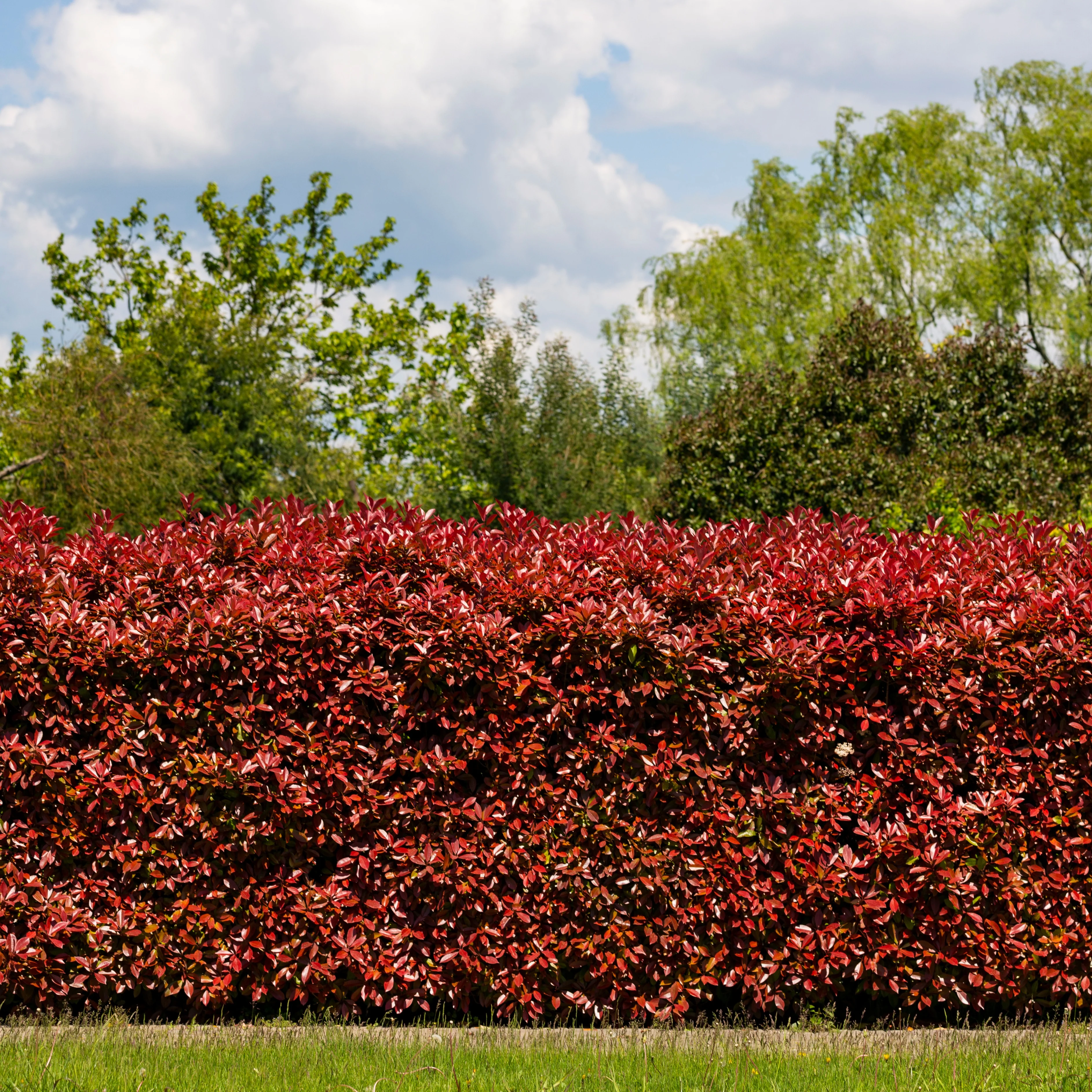 Haie de 3 Photinias Red Robin - Image 3