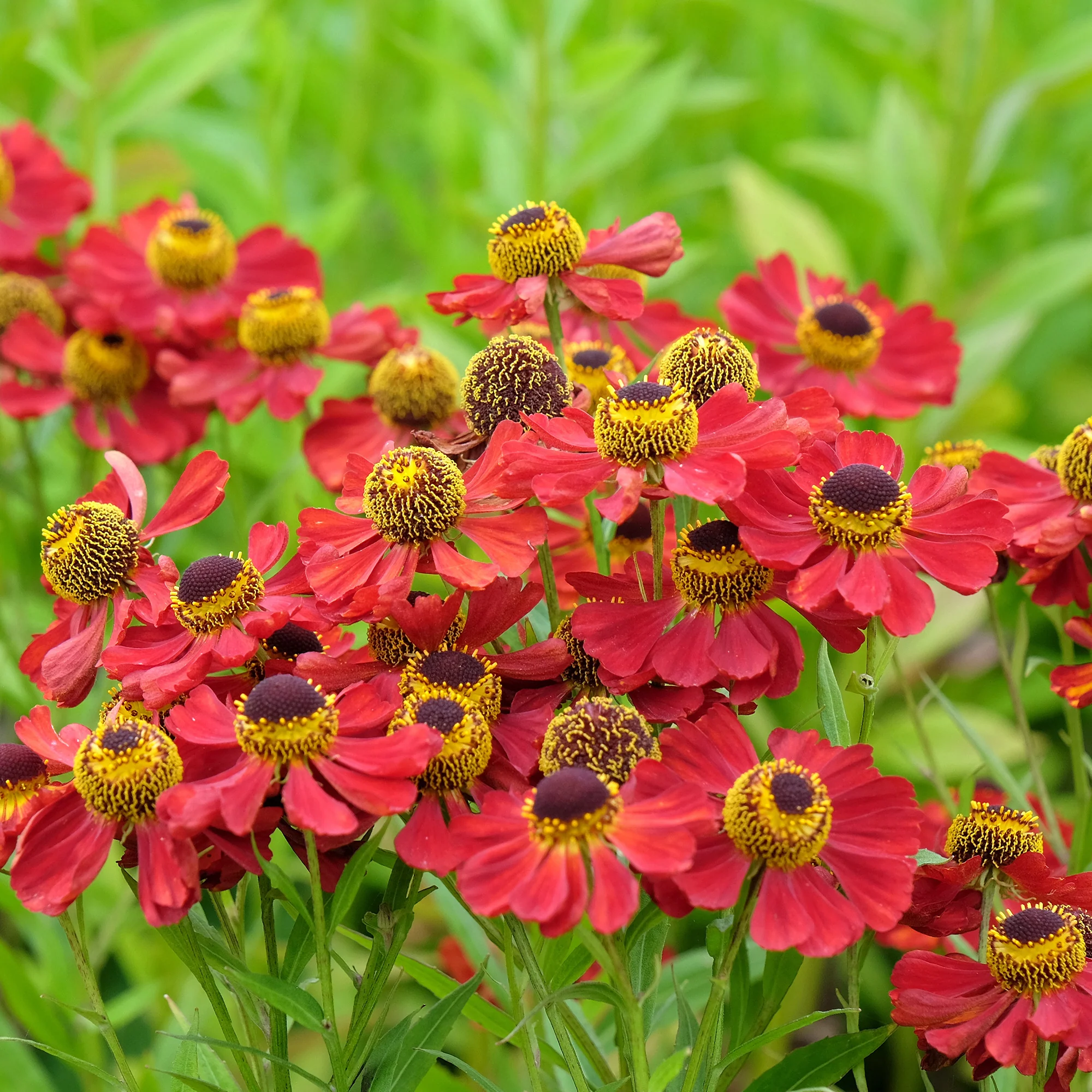 Hélénie Red Jewel - Image 2