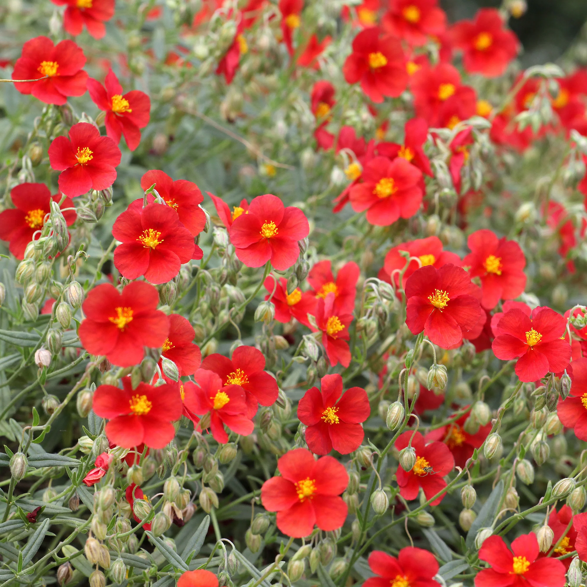 Hélianthème rouge