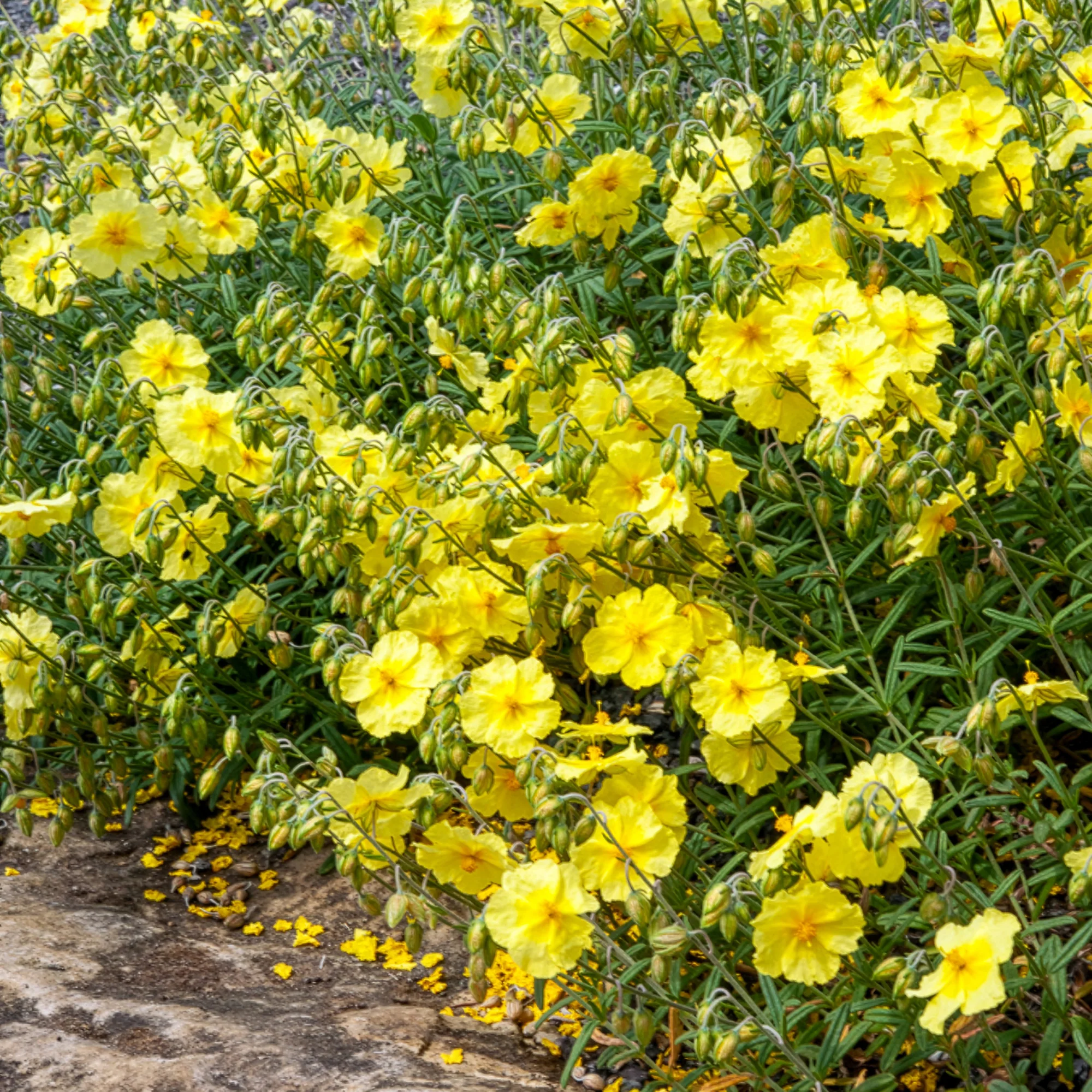 Hélianthème Wisley Primrose