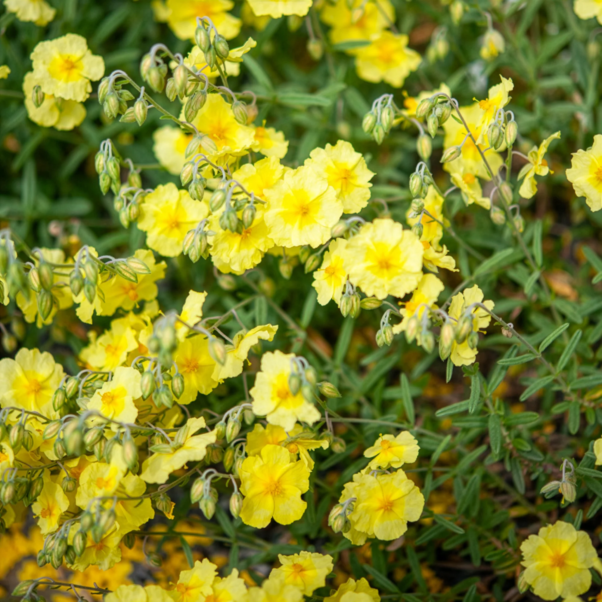 Hélianthème Wisley Primrose - Image 3
