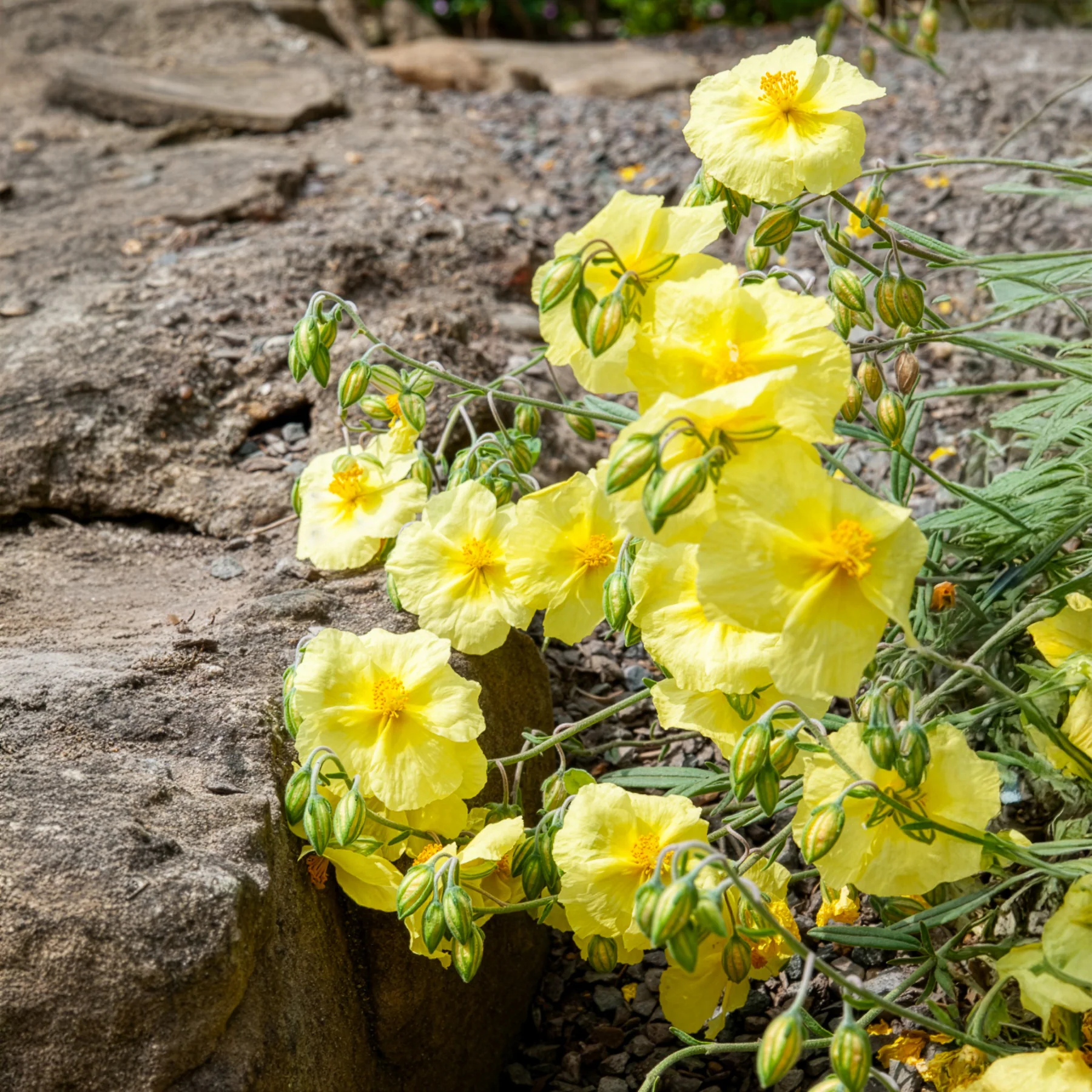 Hélianthème Wisley Primrose - Image 4
