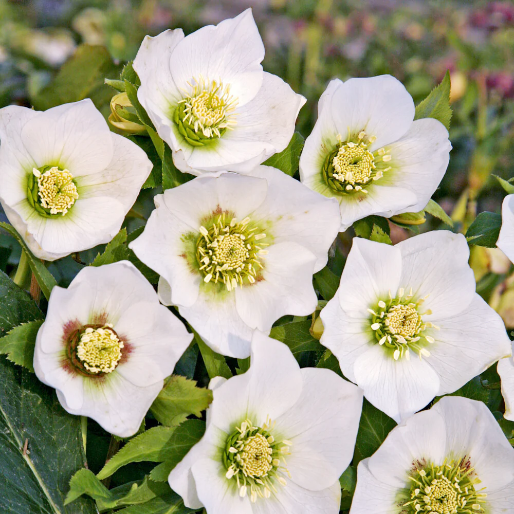 Héllébore d'Orient White Lady - Image 2