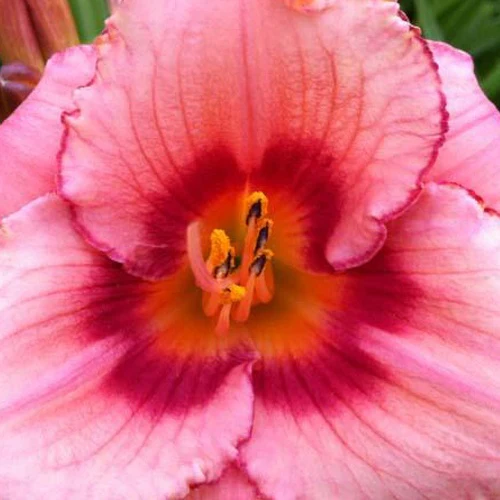 Hémérocalle Strawberry Swirl