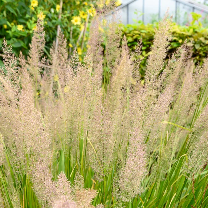 Herbe aux diamants - Image 2