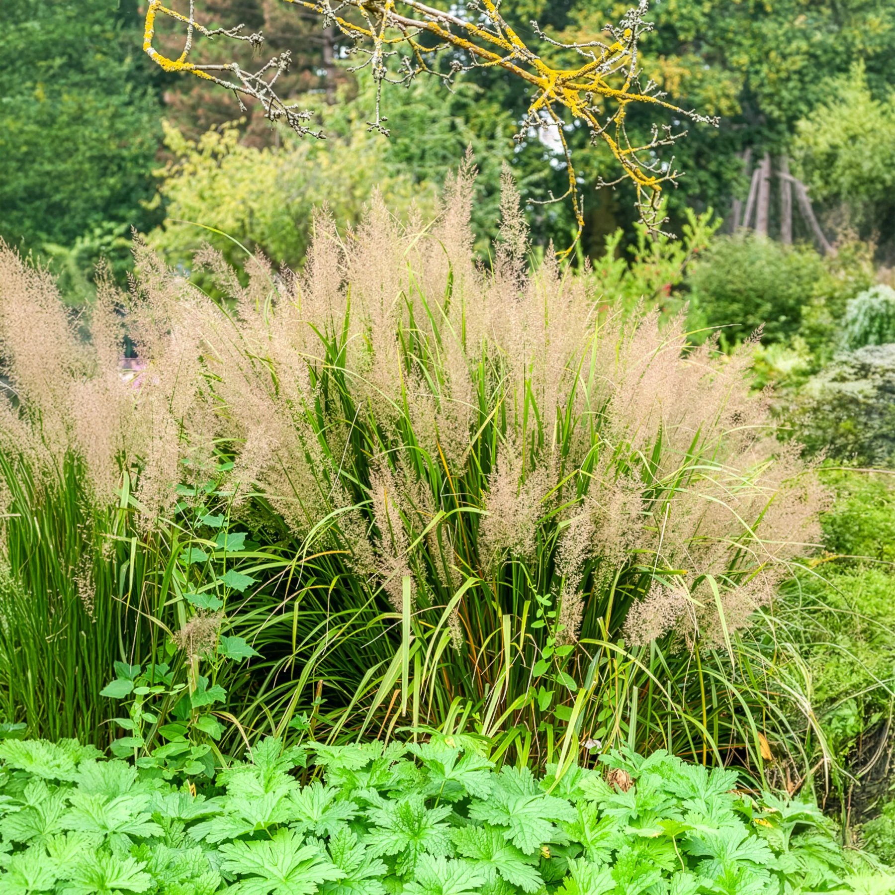 Herbe aux diamants - Image 7