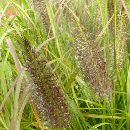 Herbe aux écouvillons Black Beauty - Pennisetum - Image 3