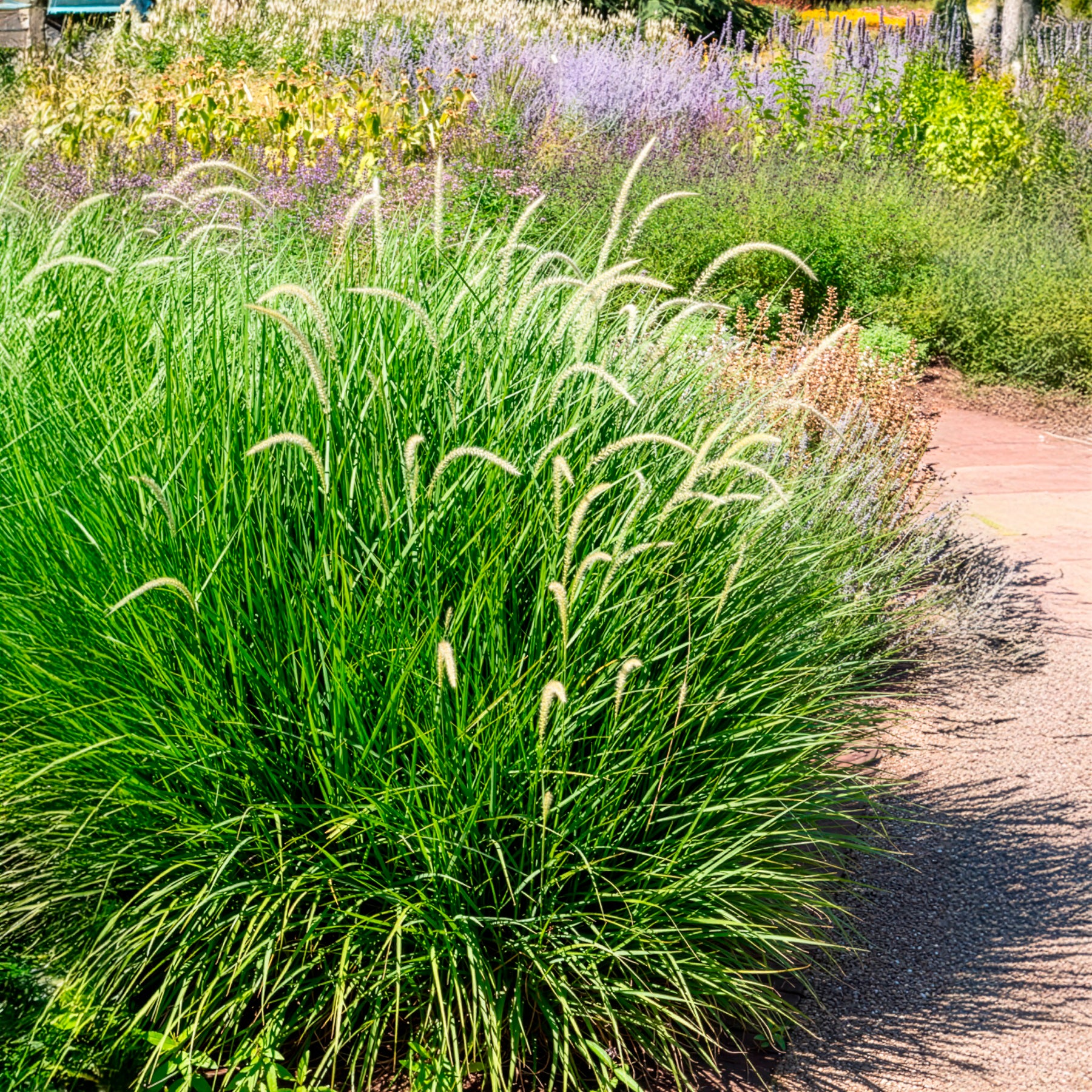 Herbe aux écouvillons d'Orient Fairy Tails - Pennisetum - Image 3