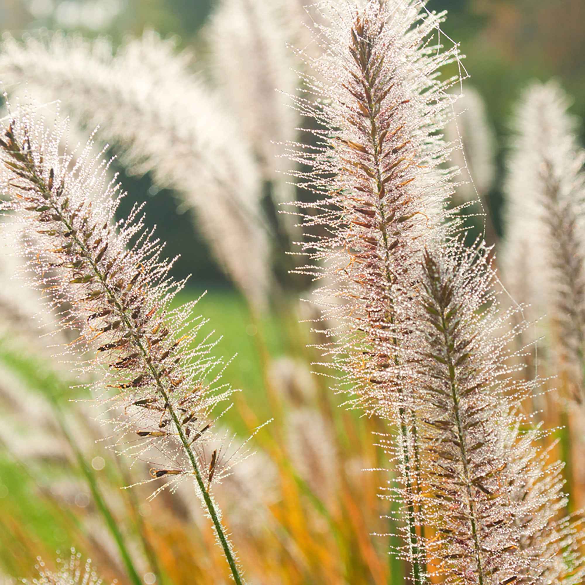 Herbe aux écouvillons d'Orient Fairy Tails - Pennisetum - Image 4