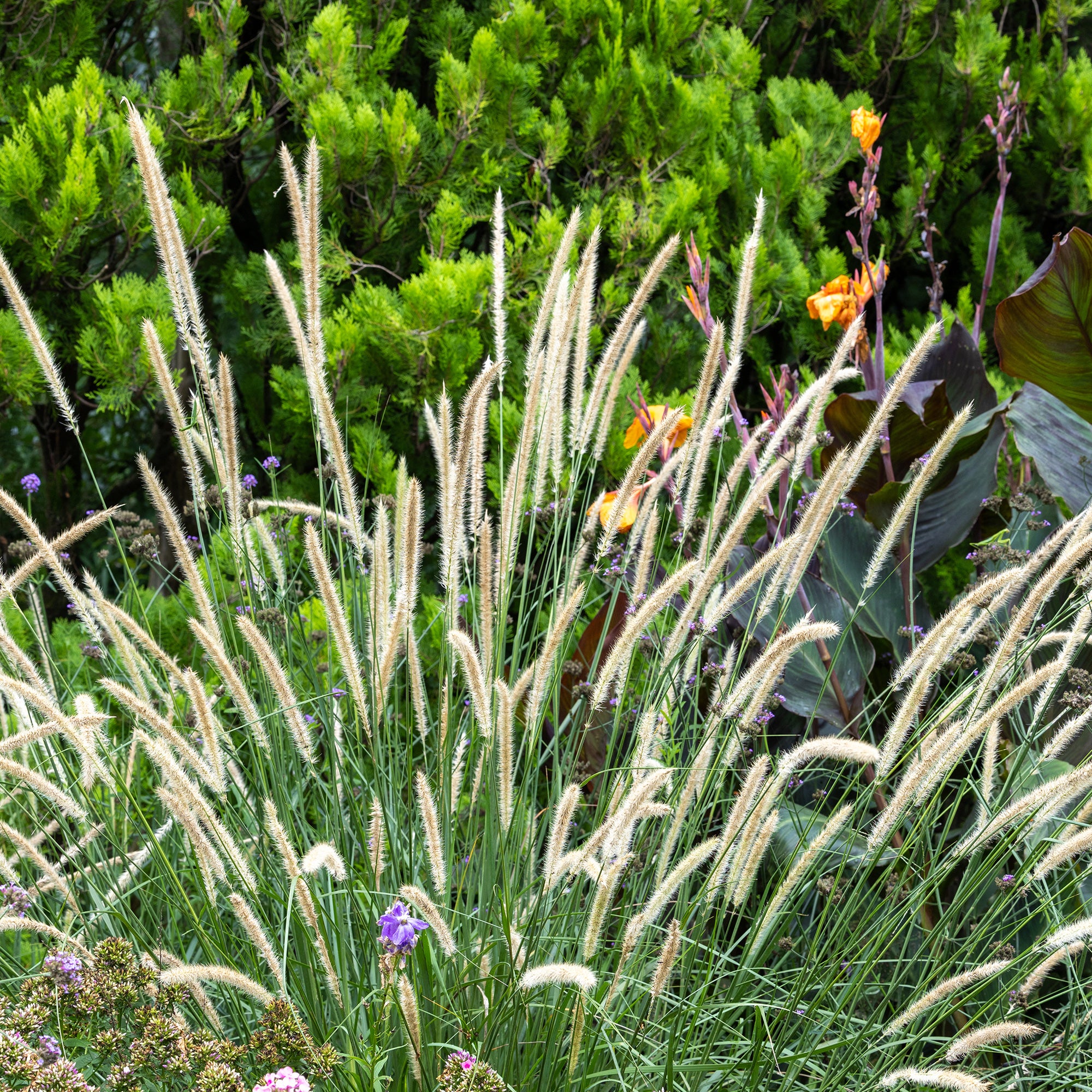 Herbe aux écouvillons érigée - Image 2