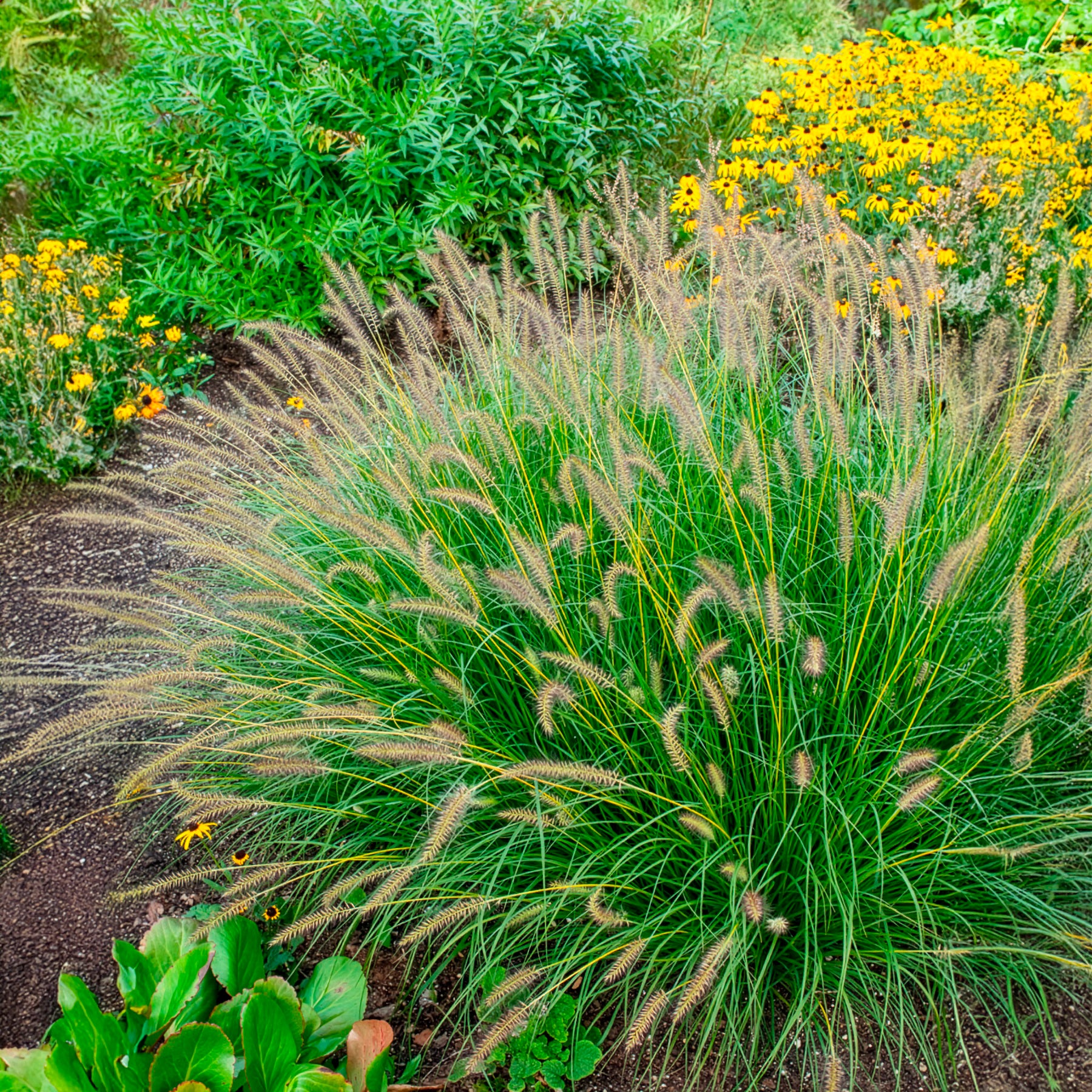 Herbe aux écouvillons Gelbstiel - Pennisetum