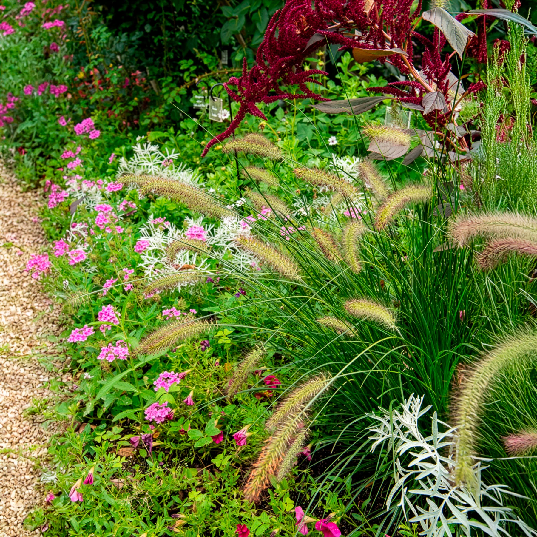 Herbe aux écouvillons Gelbstiel - Pennisetum - Image 2