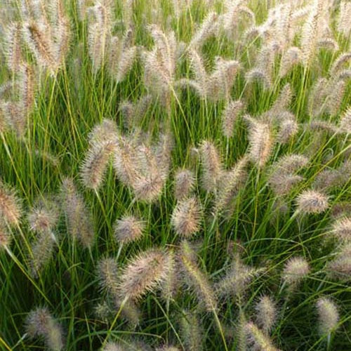 Herbe aux écouvillons GoldStrich - Pennisetum