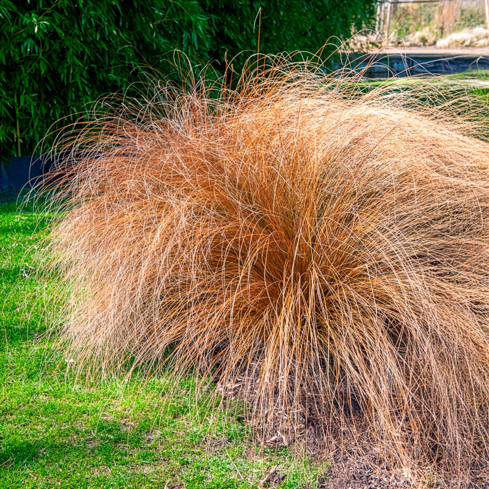 Herbe aux écouvillons Herbstzauber - Pennisetum
