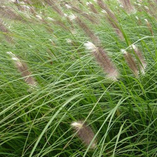 Herbe aux écouvillons Japonicum - Pennisetum - Image 2