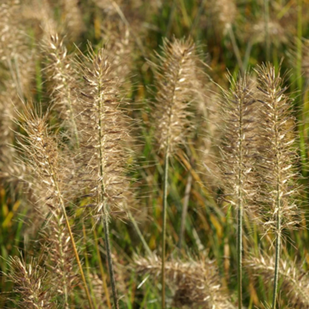 Herbe aux écouvillons Little Bunny - Pennisetum