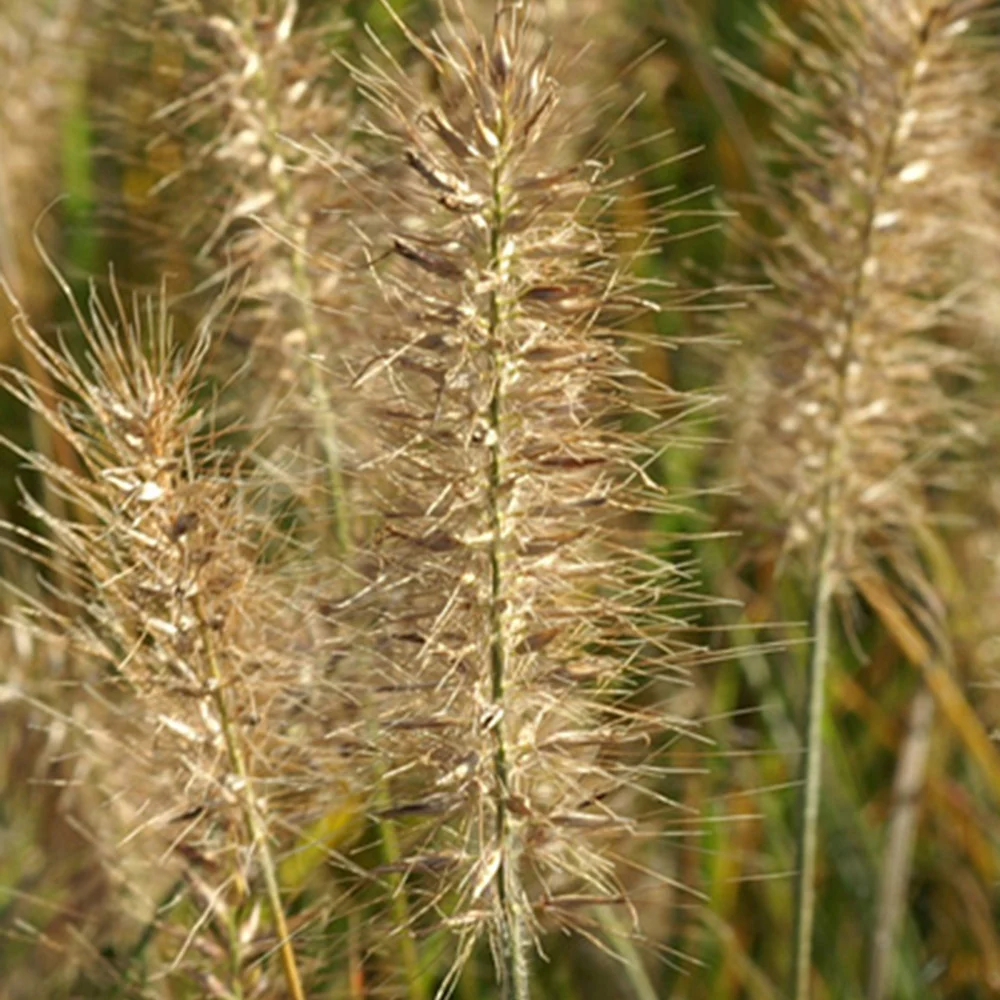 Herbe aux écouvillons Little Bunny - Pennisetum - Image 3