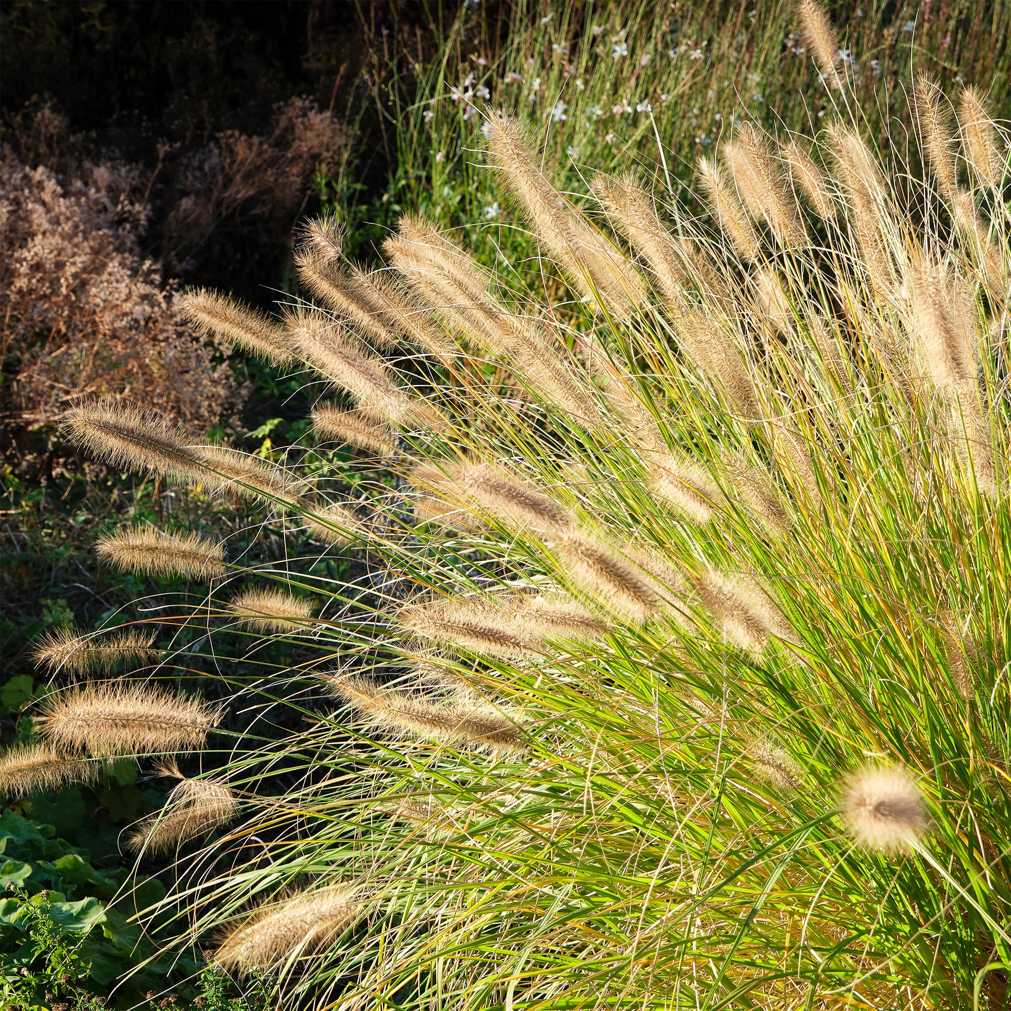 Herbe aux écouvillons - Pennisetum - Image 3
