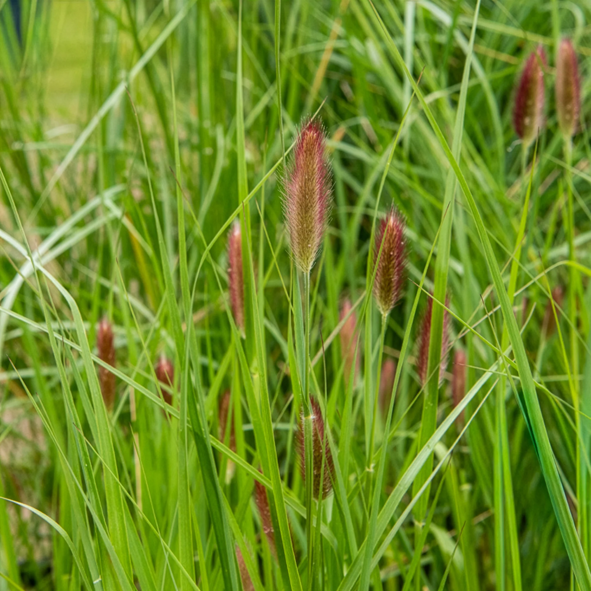 Herbe aux écouvillons Red Buttons - Pennisetum