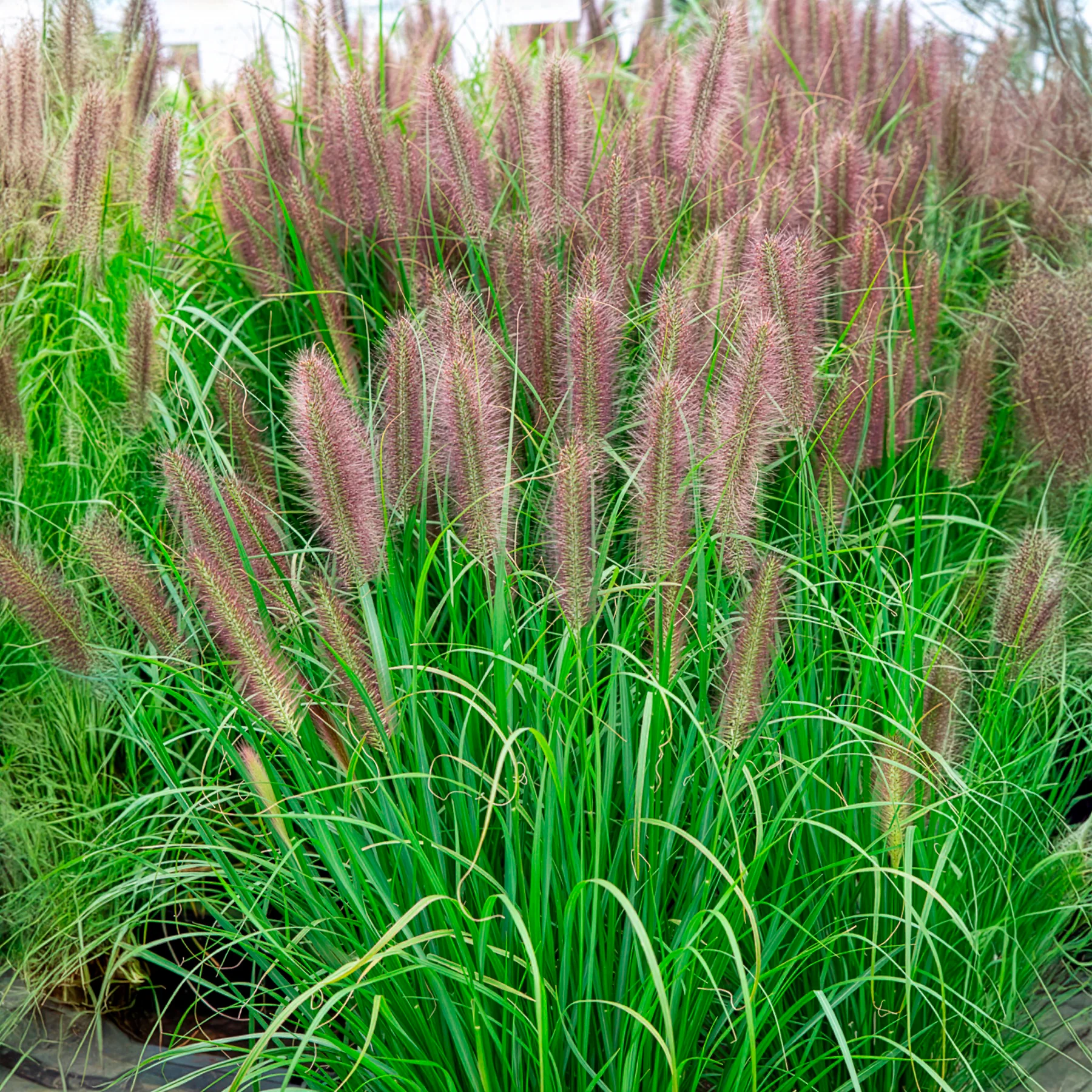 Herbe aux écouvillons Red head - Pennisetum - Image 3