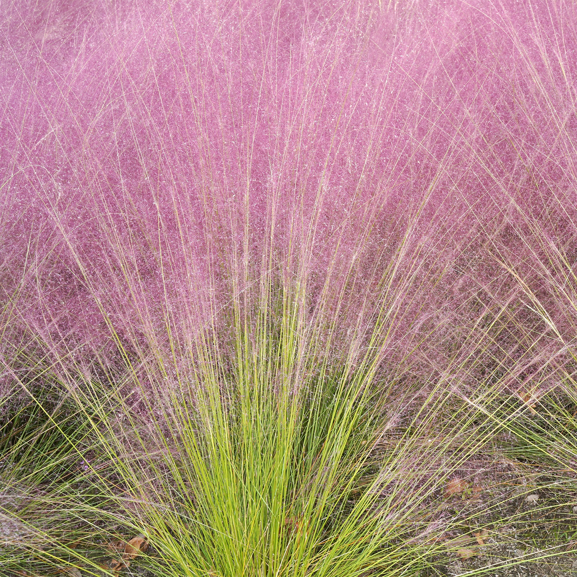 2 Herbes aux épis roses - Image 3