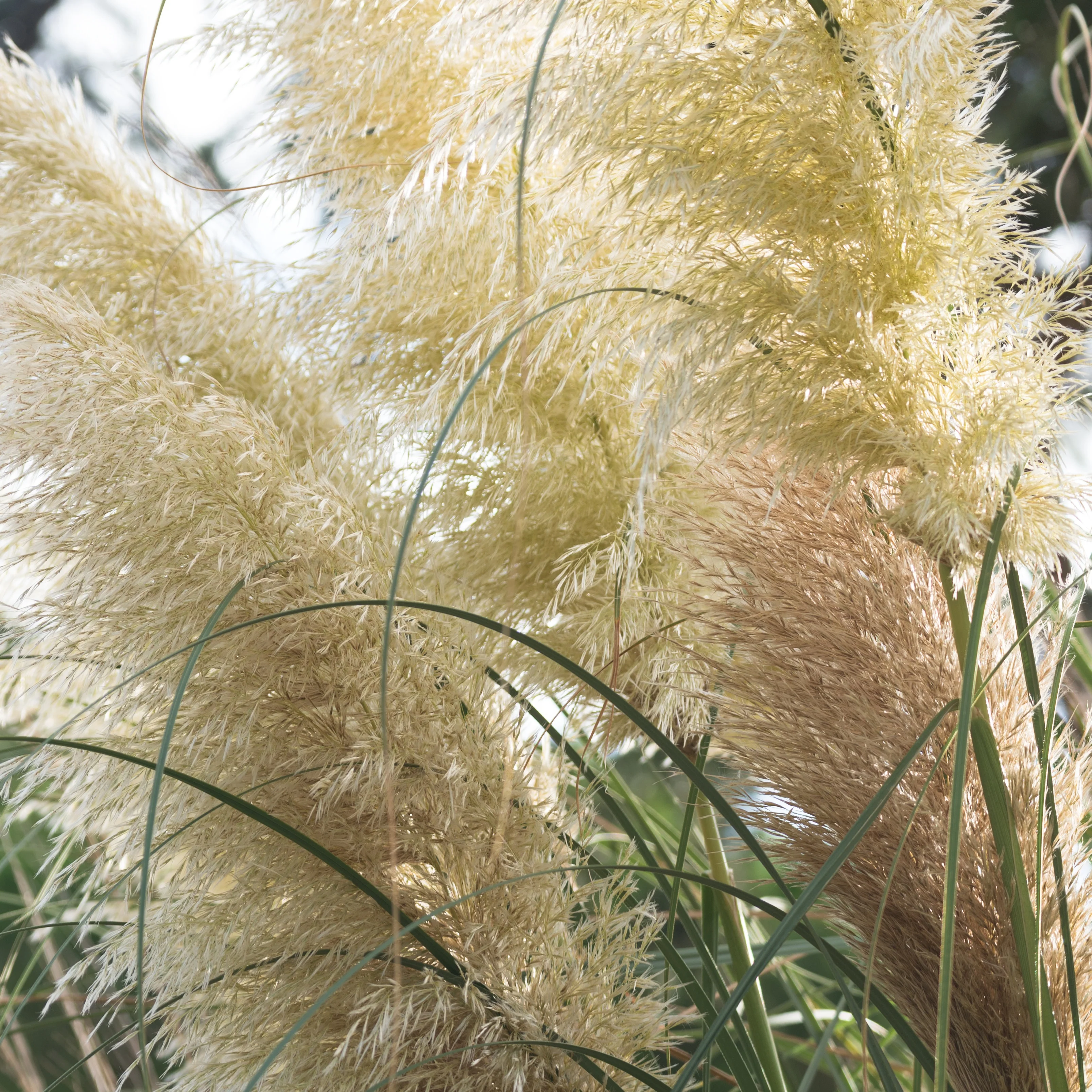Herbe de la pampa blanche - Image 2