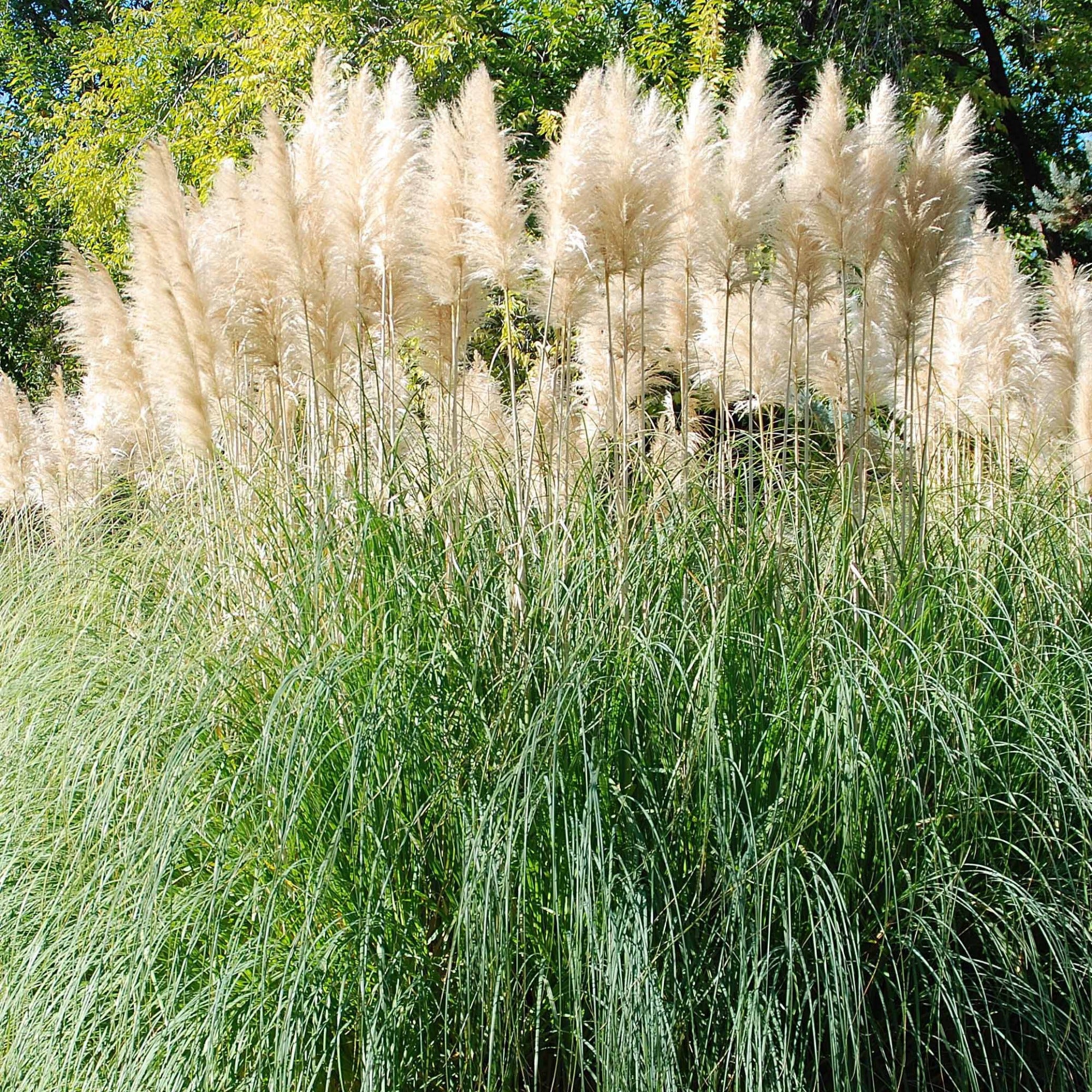 Herbe de la pampa blanche - Image 3