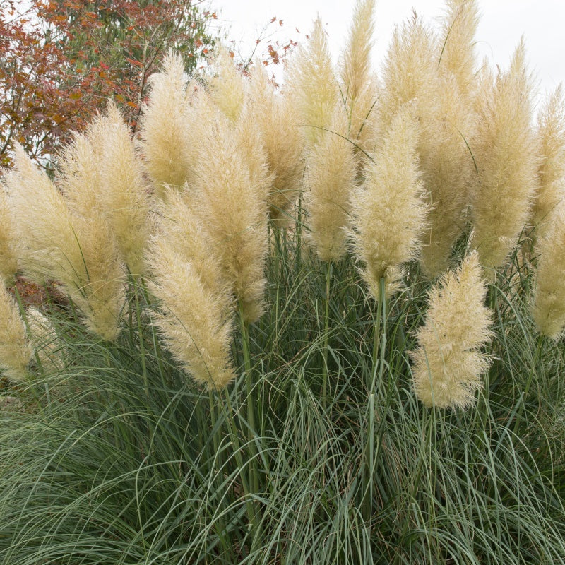 Herbe de la pampa blanche - Image 4