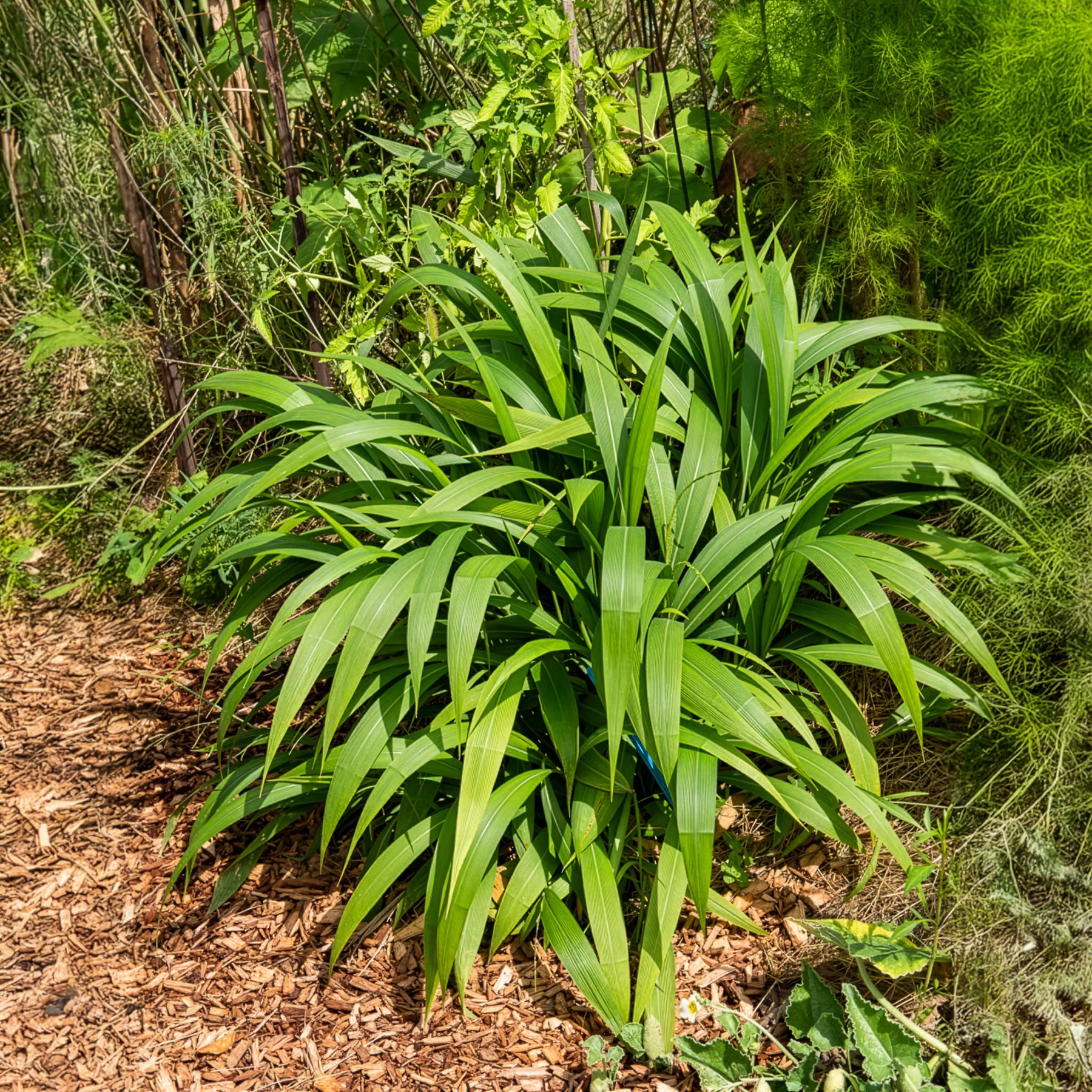 Herbe palmier - Image 4
