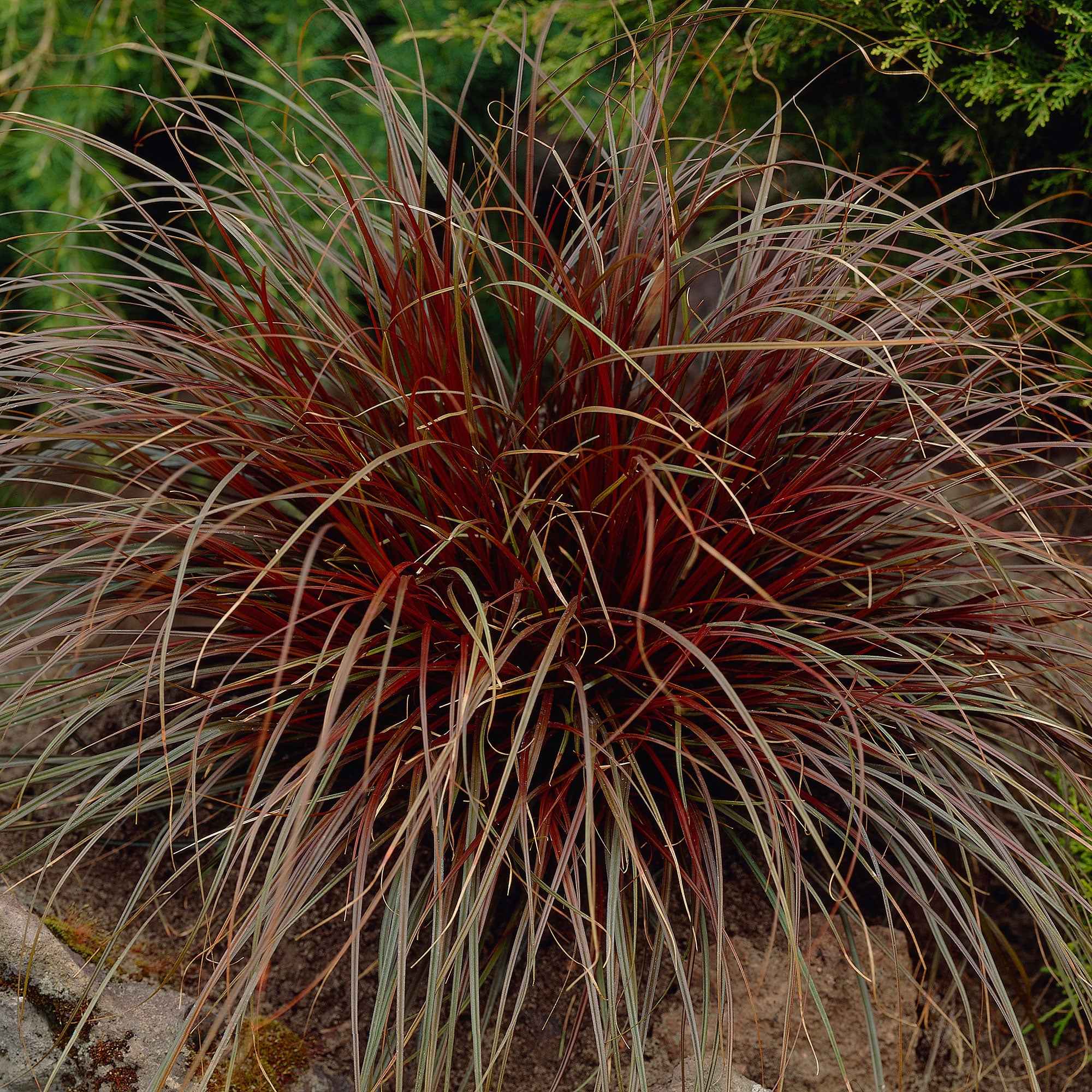 Herbe rouge