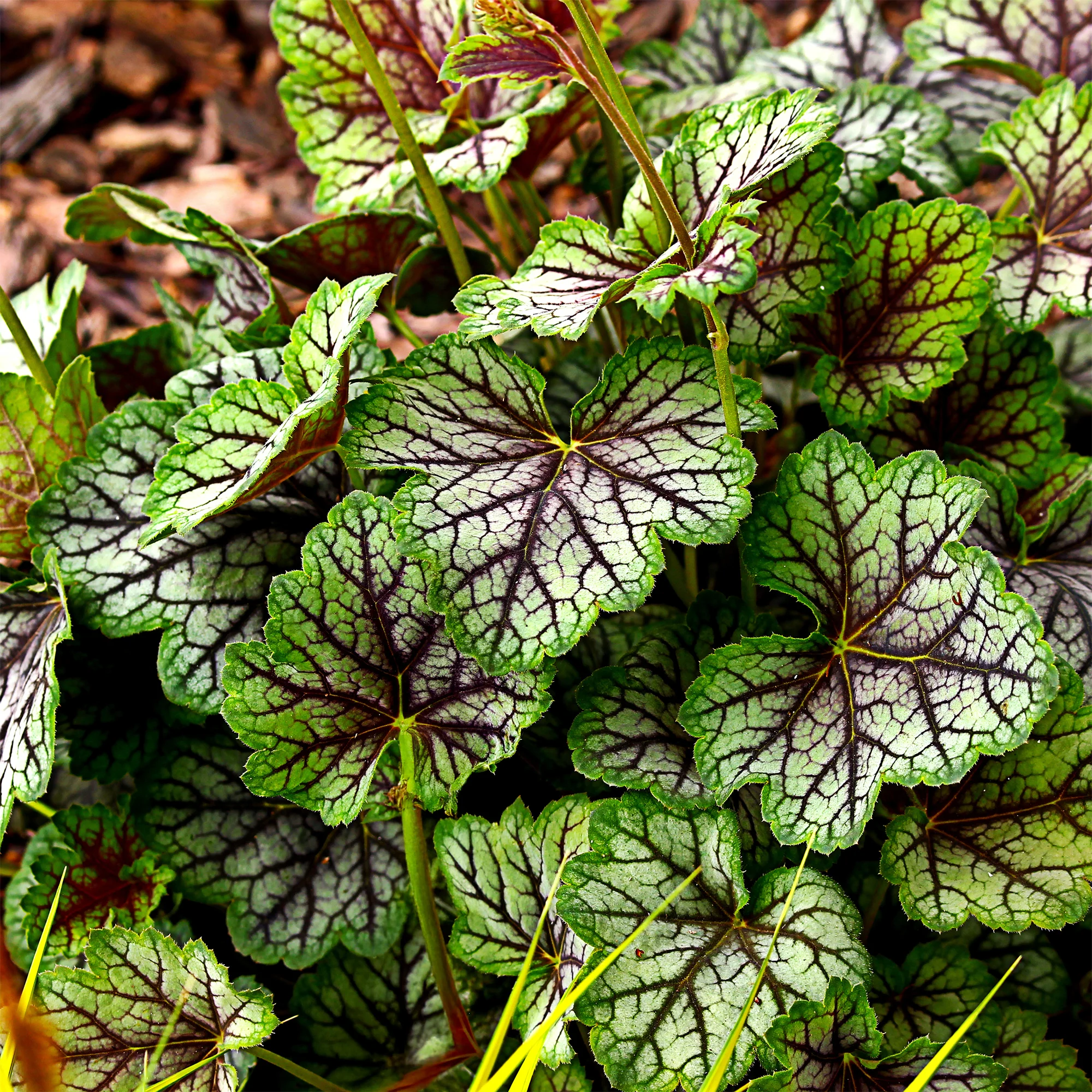 Heuchère Green Spice - Image 2