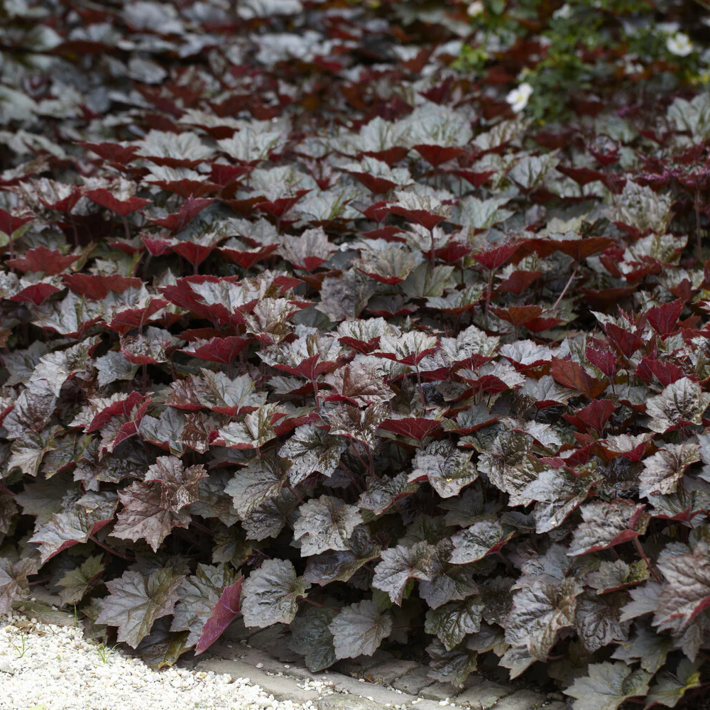 Heuchère Palace Purple - Image 3