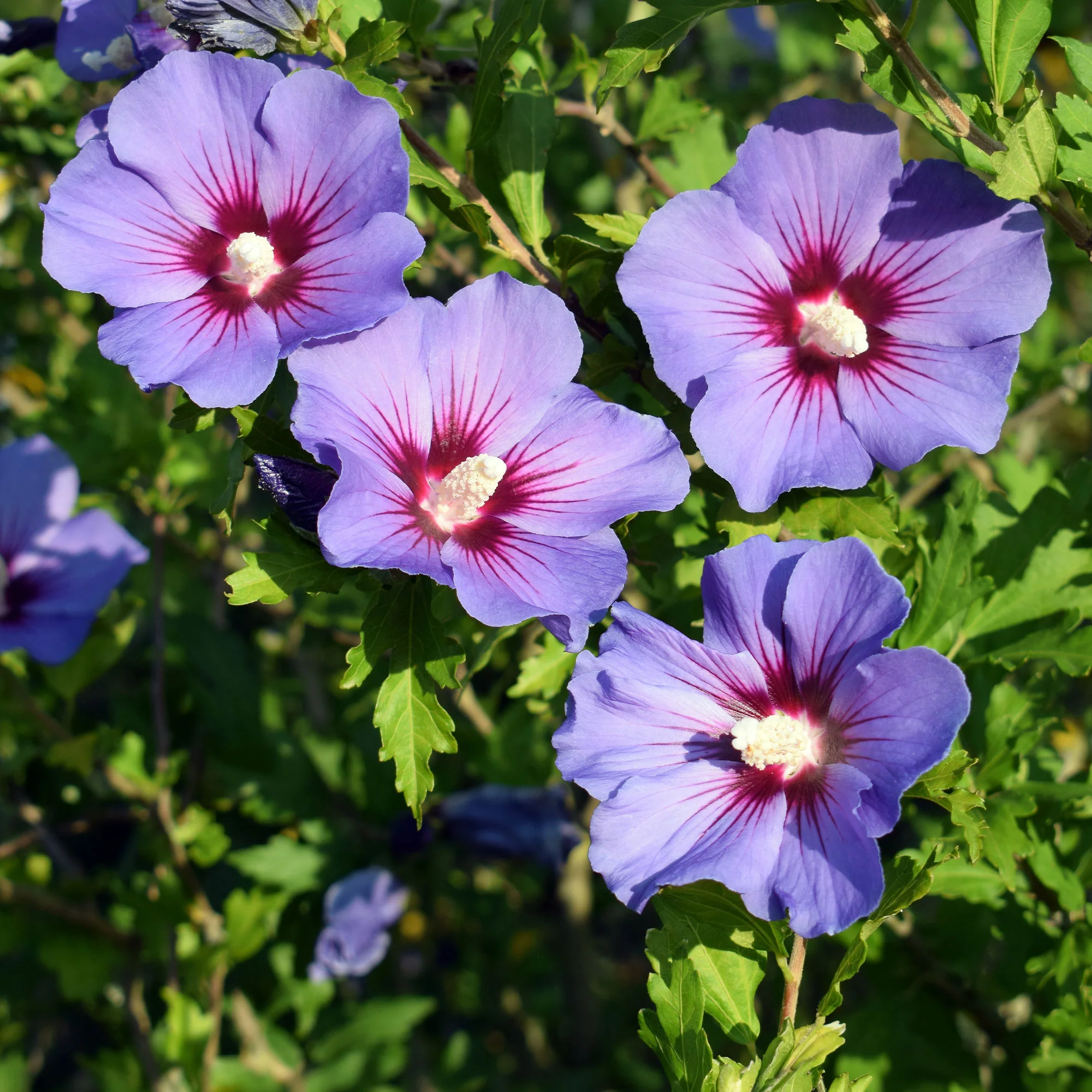 Hibiscus de jardin sur tige bleu - Image 3