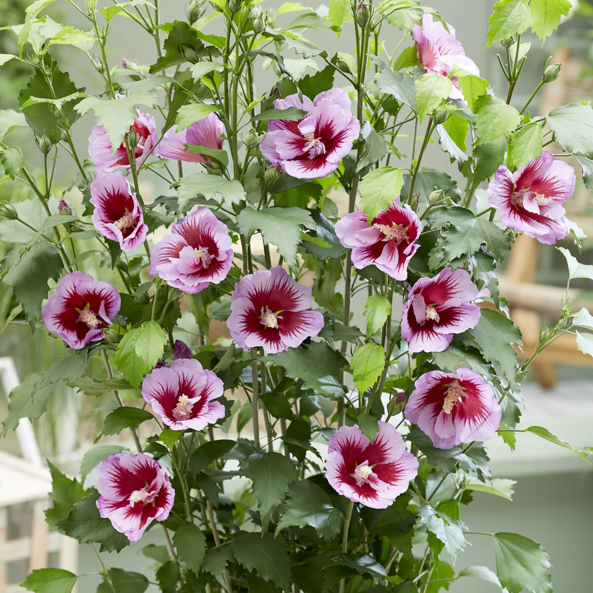 Hibiscus Flower Tower Purple ® - Image 4