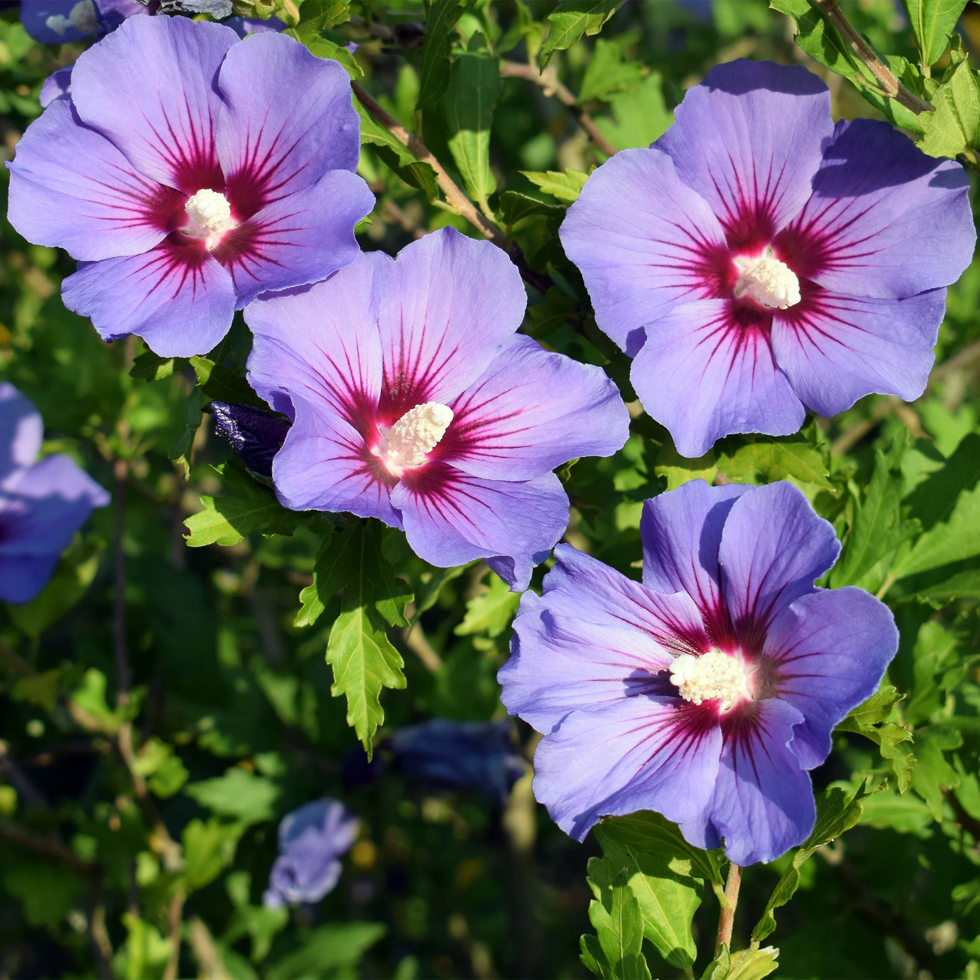 Hibiscus Oiseau Bleu