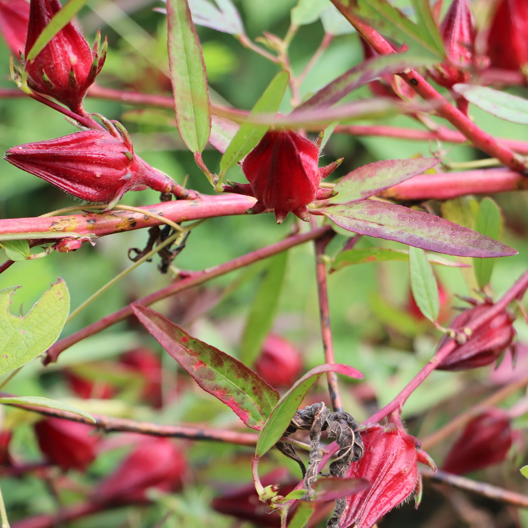 Hibiscus sabdariffa - Oseille de Guinée