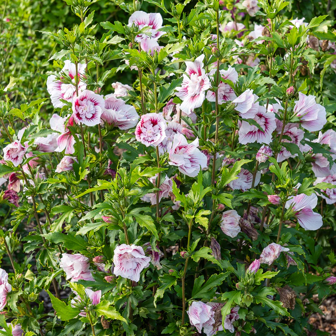 Hibiscus Starbust Chiffon®
