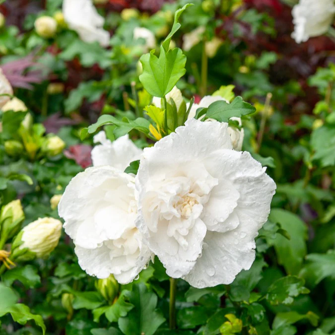 Hibiscus White Chiffon - Image 2