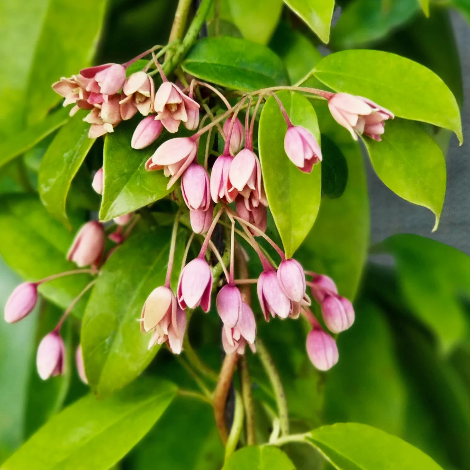 Holboelia traversii