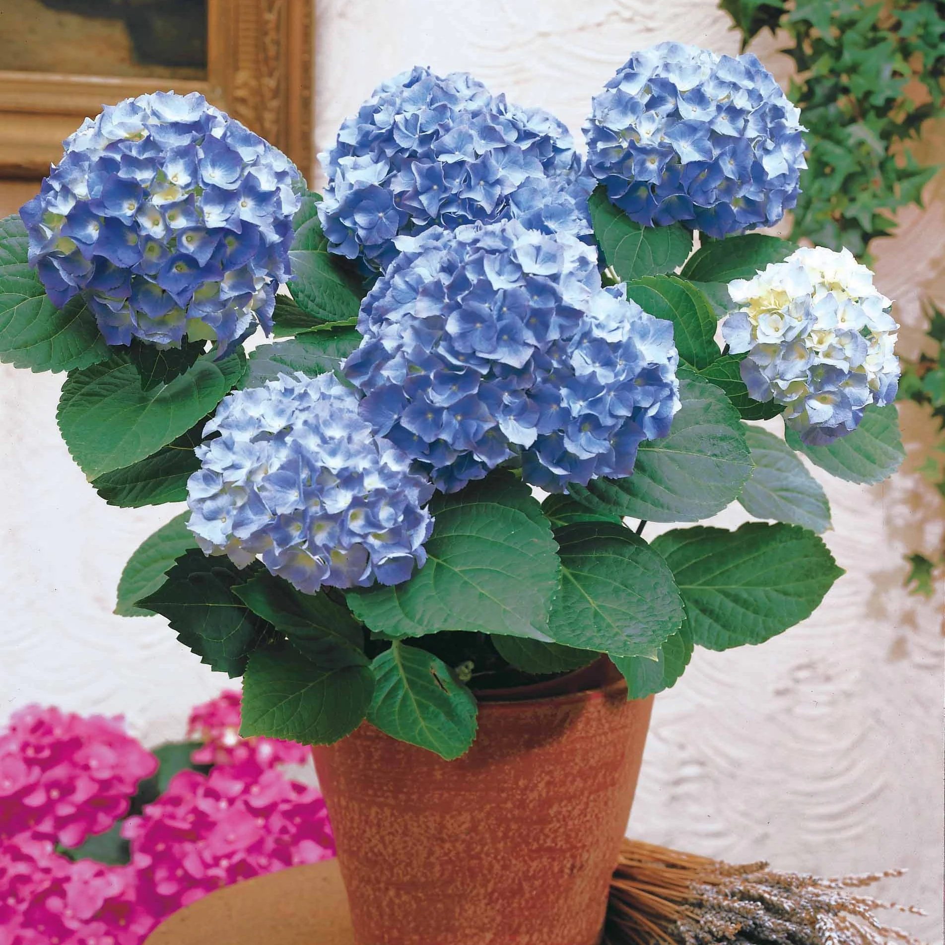 Hortensia bleu - Image 4