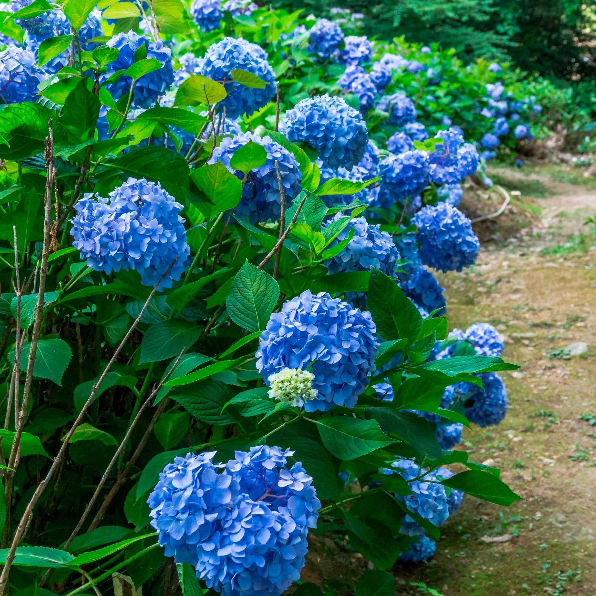 Hortensia bleu - Image 7