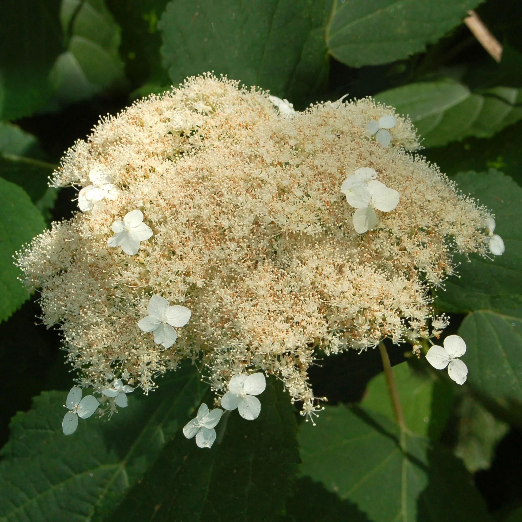 Hortensia de Virginie Radiata